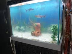 Fish Aquarium & Blue Line Fish Pair