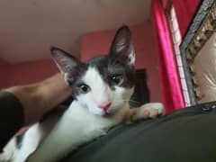 Cat available for adoption