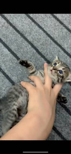 kitten for adoption