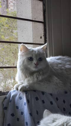 persian cat