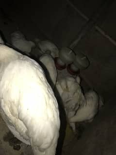 Sell 13 Layer big size 60 days old best for egg farming