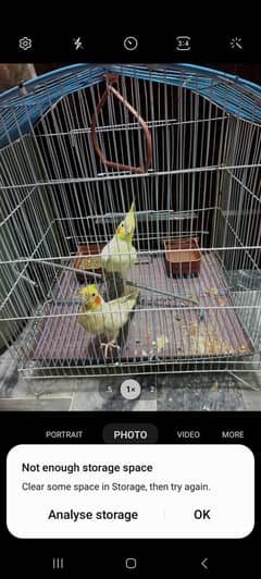 talking cockatiel urgent sale