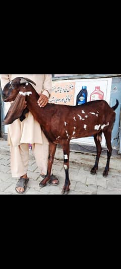 nagri