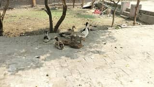 Ducks  for sale.