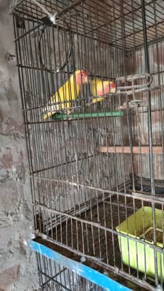 Latino pair