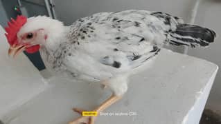 3 male  female 2