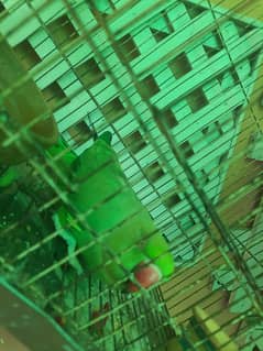 khtha parrot  2 years age,