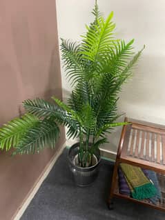 2 Office Plants