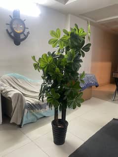 PRETTY PLANT FOR DECORATION
