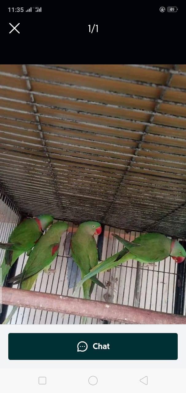 Kashmiri Pahari  breeder pair 0