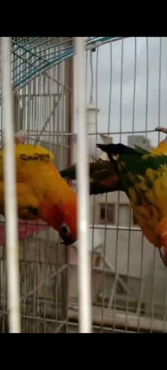 sunconor breeder pair or 1 patty