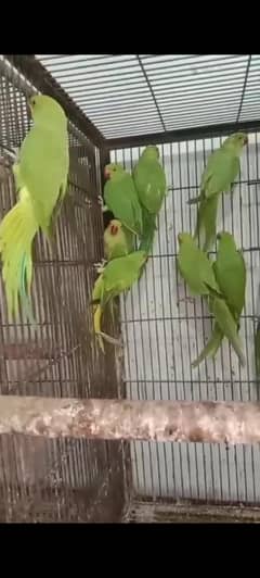 ringneck self pathy available