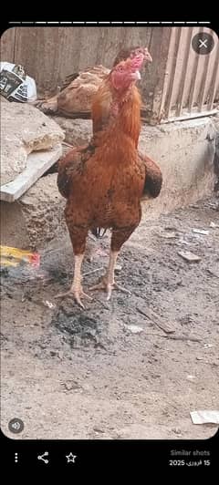 پیور اصیل،  اولڈ بلڈلائن ہائی کوالٹی