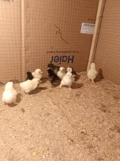 bantam