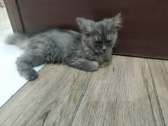 3 months female pursian cat