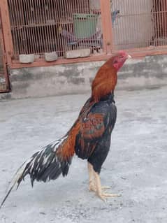 High quality Aseel murga for sale