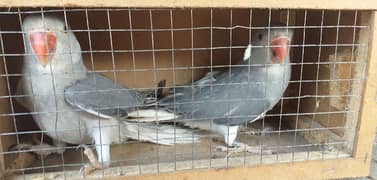 Ringneck chicks