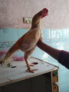 aseel sontol