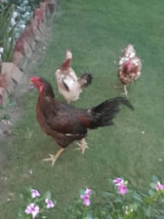 1 murghaa and 2 ande dene wali murghian