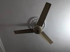 Celling Fan