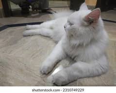 adoption cat
