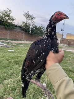 Aseel mainwali mushki pathi