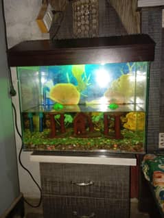 fish aquarium in excellent condition