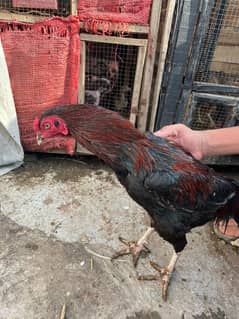 Aseel hens and roosters Pakistani breed