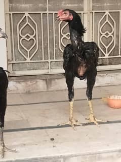 Thai aseel patha for sale