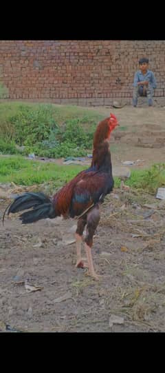 aseel hint murgh