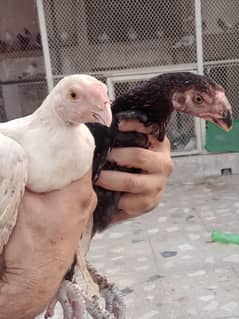 Parrot beak long tail