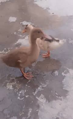 Duck For Sale