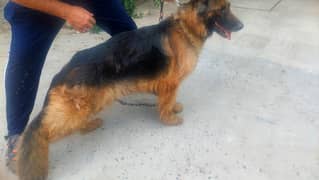 long coat German shepherd