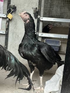 Aseel mushka breeder, mushki maadi, and chicks for sale