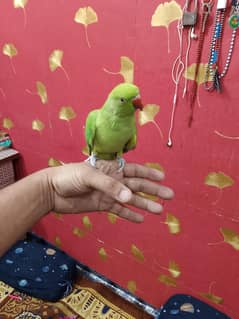 green nieck friendly parrot.