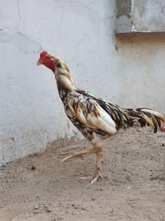 aseel