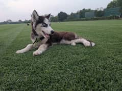 Siberian HUSKY White+Brown