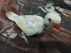 raw parrots