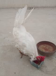 WHITE MURGA