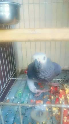 1 pes African grey