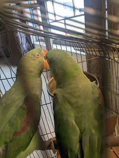 young raw pair for sale