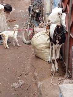 bakri