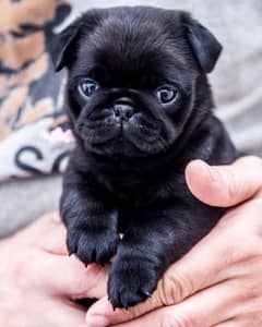 Pug Puppy