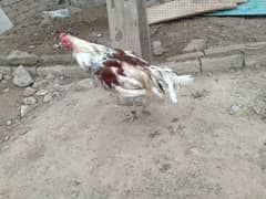 Aseel