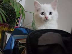 persian kittens with different colours for urgent sale