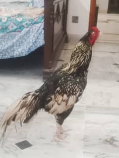 Aseel murgha for sale in pwd Islamabad