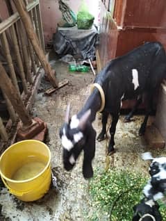 bakri +2 bachay male + female