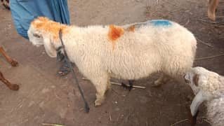 Chatra sale urgent