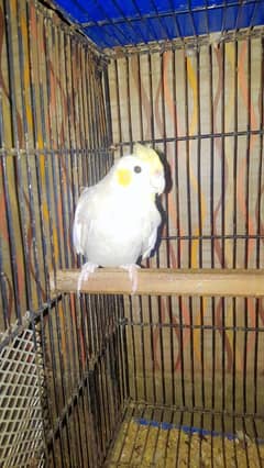 cocktail breeder female