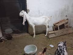 sb 1 sath deni h